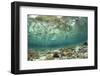 View of coral reef habitat in shallows, Potato Point, Fiabacet Island, West Papua-Colin Marshall-Framed Photographic Print