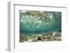 View of coral reef habitat in shallows, Potato Point, Fiabacet Island, West Papua-Colin Marshall-Framed Photographic Print