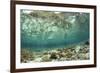 View of coral reef habitat in shallows, Potato Point, Fiabacet Island, West Papua-Colin Marshall-Framed Photographic Print