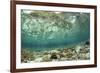 View of coral reef habitat in shallows, Potato Point, Fiabacet Island, West Papua-Colin Marshall-Framed Photographic Print