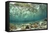 View of coral reef habitat in shallows, Potato Point, Fiabacet Island, West Papua-Colin Marshall-Framed Stretched Canvas