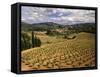 View of Corbieres Vineyard, Darban-Corbieres, Aude, Languedoc, France-David Barnes-Framed Stretched Canvas