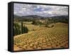 View of Corbieres Vineyard, Darban-Corbieres, Aude, Languedoc, France-David Barnes-Framed Stretched Canvas