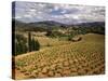 View of Corbieres Vineyard, Darban-Corbieres, Aude, Languedoc, France-David Barnes-Stretched Canvas