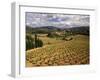 View of Corbieres Vineyard, Darban-Corbieres, Aude, Languedoc, France-David Barnes-Framed Premium Photographic Print