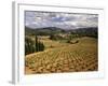 View of Corbieres Vineyard, Darban-Corbieres, Aude, Languedoc, France-David Barnes-Framed Photographic Print