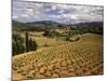 View of Corbieres Vineyard, Darban-Corbieres, Aude, Languedoc, France-David Barnes-Mounted Photographic Print