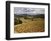 View of Corbieres Vineyard, Darban-Corbieres, Aude, Languedoc, France-David Barnes-Framed Photographic Print