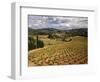 View of Corbieres Vineyard, Darban-Corbieres, Aude, Languedoc, France-David Barnes-Framed Photographic Print