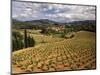 View of Corbieres Vineyard, Darban-Corbieres, Aude, Languedoc, France-David Barnes-Mounted Photographic Print