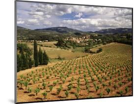 View of Corbieres Vineyard, Darban-Corbieres, Aude, Languedoc, France-David Barnes-Mounted Photographic Print