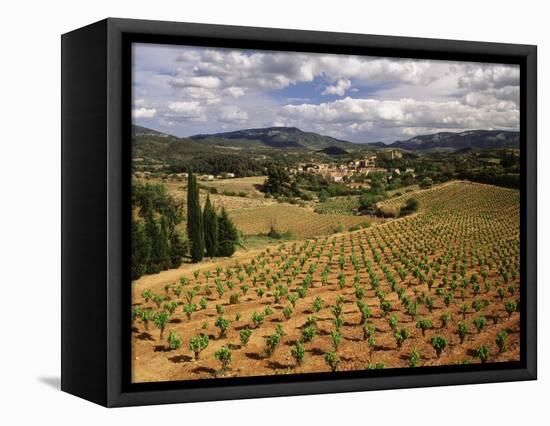 View of Corbieres Vineyard, Darban-Corbieres, Aude, Languedoc, France-David Barnes-Framed Stretched Canvas