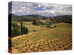 View of Corbieres Vineyard, Darban-Corbieres, Aude, Languedoc, France-David Barnes-Stretched Canvas