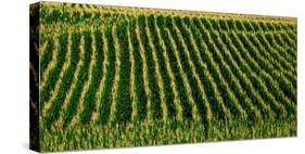 View of cornfield, Cowansville, Quebec, Canada-null-Stretched Canvas