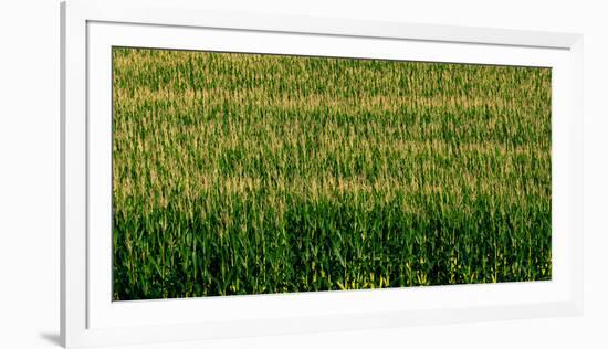 View of cornfield, Cowansville, Quebec, Canada-null-Framed Photographic Print