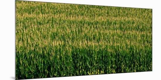 View of cornfield, Cowansville, Quebec, Canada-null-Mounted Photographic Print