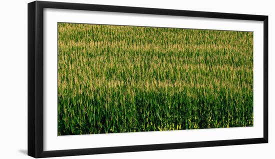 View of cornfield, Cowansville, Quebec, Canada-null-Framed Photographic Print