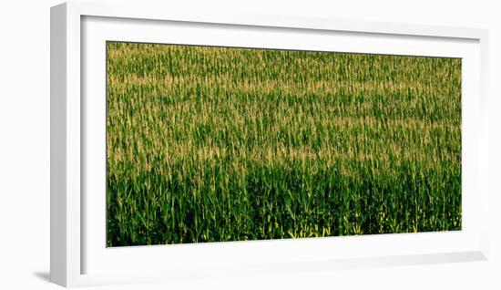 View of cornfield, Cowansville, Quebec, Canada-null-Framed Photographic Print