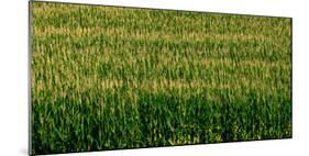 View of cornfield, Cowansville, Quebec, Canada-null-Mounted Photographic Print