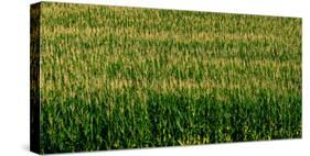 View of cornfield, Cowansville, Quebec, Canada-null-Stretched Canvas