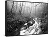 View of Cove Creek Covered with Fog, Pisgah National Forest, North Carolina, USA-Adam Jones-Framed Stretched Canvas