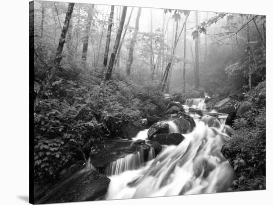 View of Cove Creek Covered with Fog, Pisgah National Forest, North Carolina, USA-Adam Jones-Stretched Canvas