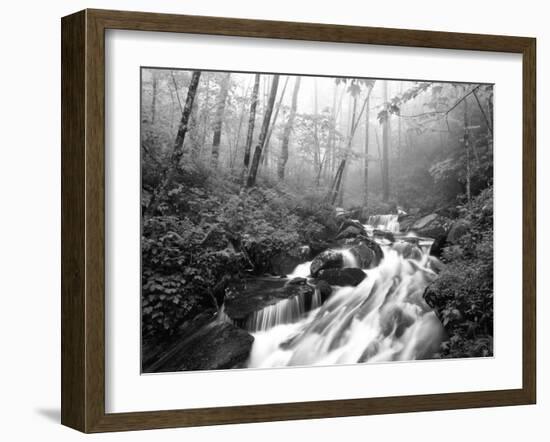 View of Cove Creek Covered with Fog, Pisgah National Forest, North Carolina, USA-Adam Jones-Framed Premium Photographic Print