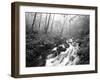 View of Cove Creek Covered with Fog, Pisgah National Forest, North Carolina, USA-Adam Jones-Framed Premium Photographic Print