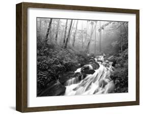 View of Cove Creek Covered with Fog, Pisgah National Forest, North Carolina, USA-Adam Jones-Framed Premium Photographic Print