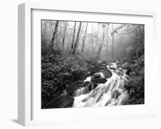 View of Cove Creek Covered with Fog, Pisgah National Forest, North Carolina, USA-Adam Jones-Framed Premium Photographic Print