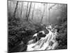 View of Cove Creek Covered with Fog, Pisgah National Forest, North Carolina, USA-Adam Jones-Mounted Premium Photographic Print