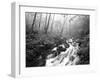 View of Cove Creek Covered with Fog, Pisgah National Forest, North Carolina, USA-Adam Jones-Framed Photographic Print