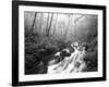 View of Cove Creek Covered with Fog, Pisgah National Forest, North Carolina, USA-Adam Jones-Framed Photographic Print