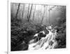 View of Cove Creek Covered with Fog, Pisgah National Forest, North Carolina, USA-Adam Jones-Framed Photographic Print