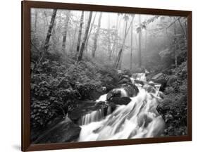 View of Cove Creek Covered with Fog, Pisgah National Forest, North Carolina, USA-Adam Jones-Framed Photographic Print