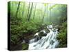 View of Cove Creek Covered with Fog, Pisgah National Forest, North Carolina, USA-Adam Jones-Stretched Canvas