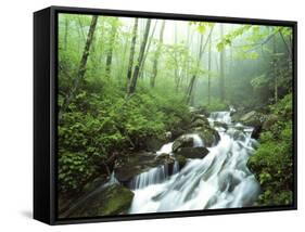 View of Cove Creek Covered with Fog, Pisgah National Forest, North Carolina, USA-Adam Jones-Framed Stretched Canvas