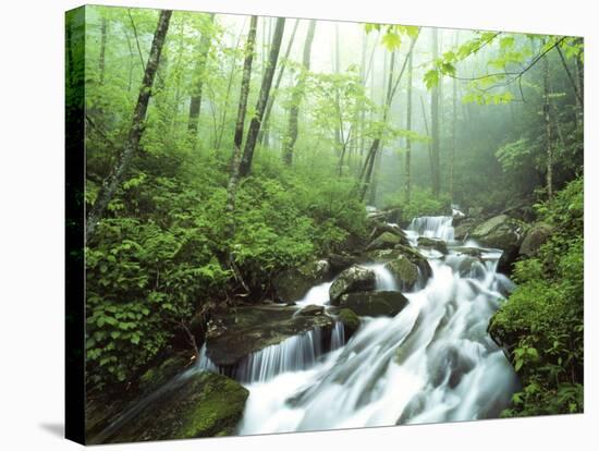 View of Cove Creek Covered with Fog, Pisgah National Forest, North Carolina, USA-Adam Jones-Stretched Canvas