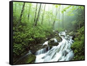 View of Cove Creek Covered with Fog, Pisgah National Forest, North Carolina, USA-Adam Jones-Framed Stretched Canvas