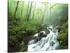 View of Cove Creek Covered with Fog, Pisgah National Forest, North Carolina, USA-Adam Jones-Stretched Canvas