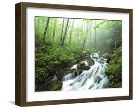 View of Cove Creek Covered with Fog, Pisgah National Forest, North Carolina, USA-Adam Jones-Framed Premium Photographic Print