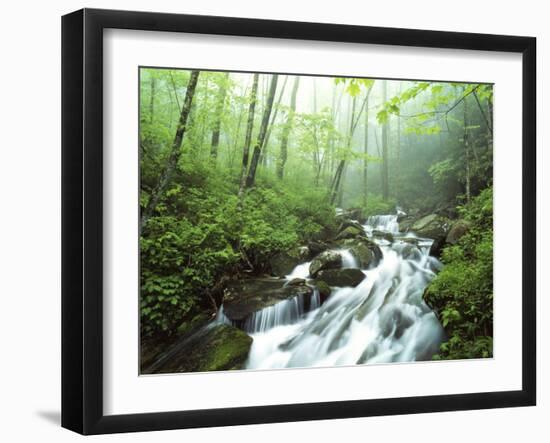 View of Cove Creek Covered with Fog, Pisgah National Forest, North Carolina, USA-Adam Jones-Framed Premium Photographic Print