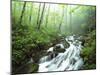 View of Cove Creek Covered with Fog, Pisgah National Forest, North Carolina, USA-Adam Jones-Mounted Premium Photographic Print