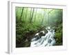 View of Cove Creek Covered with Fog, Pisgah National Forest, North Carolina, USA-Adam Jones-Framed Photographic Print