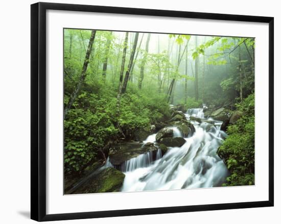 View of Cove Creek Covered with Fog, Pisgah National Forest, North Carolina, USA-Adam Jones-Framed Photographic Print