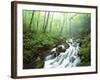 View of Cove Creek Covered with Fog, Pisgah National Forest, North Carolina, USA-Adam Jones-Framed Photographic Print