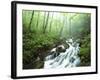 View of Cove Creek Covered with Fog, Pisgah National Forest, North Carolina, USA-Adam Jones-Framed Photographic Print