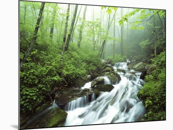 View of Cove Creek Covered with Fog, Pisgah National Forest, North Carolina, USA-Adam Jones-Mounted Photographic Print