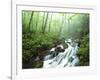 View of Cove Creek Covered with Fog, Pisgah National Forest, North Carolina, USA-Adam Jones-Framed Photographic Print