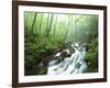 View of Cove Creek Covered with Fog, Pisgah National Forest, North Carolina, USA-Adam Jones-Framed Photographic Print